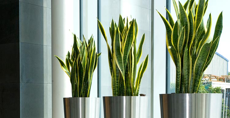 indoor-plants-1