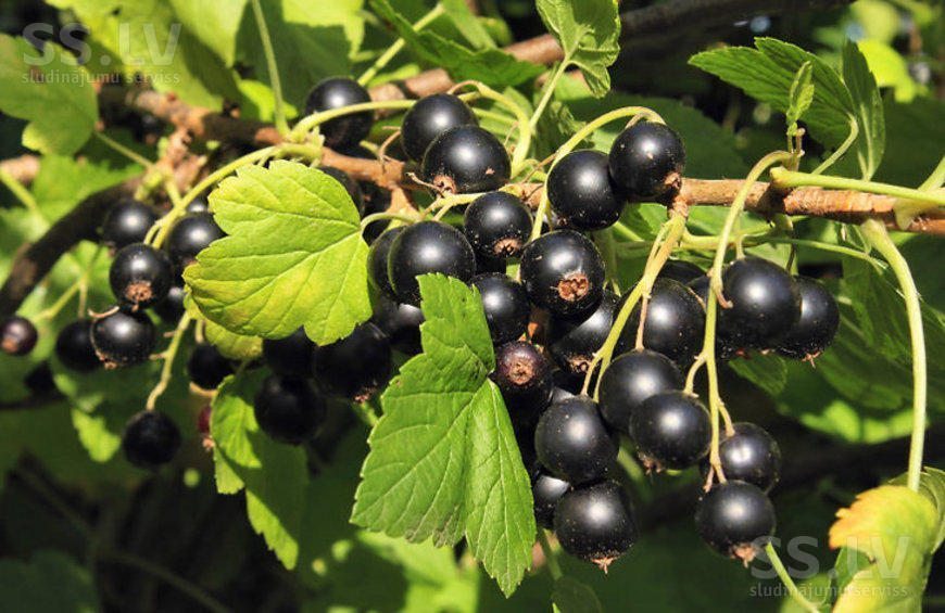 agriculture-foodstuffs-berries-3106816.800