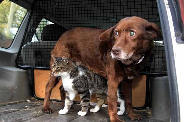 Ļoti aizkustinoša draudzība: Kaķis - akla suņa pavadonis 1
