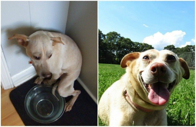 Aizkustinoši: 15 suņu un kaķu fotogrāfijas pirms un pēc patversmes 1