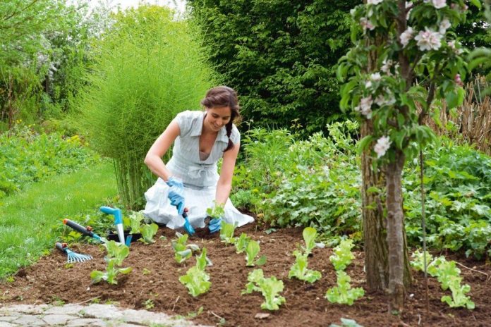 Kas jādara dārzā no 6. līdz 13.jūlijam 1