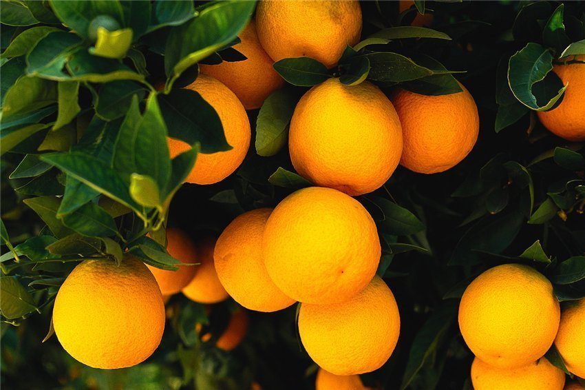 Kāpēc apelsīni tik veselīgi un vērtīgi? 