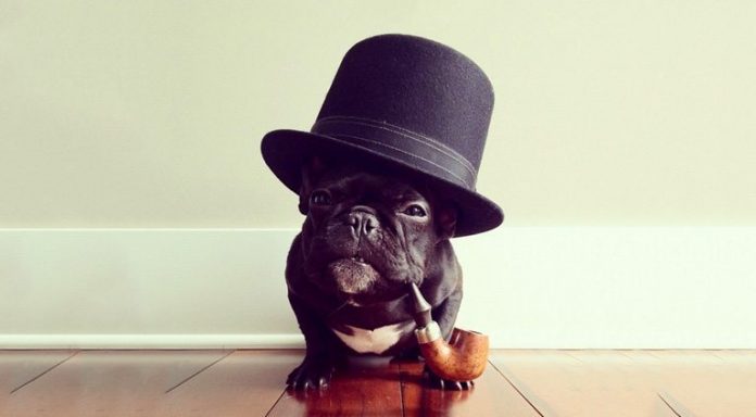 Viesnīcas īpašnieka fantastiskā atbilde uz suņa īpašnieka vēstuli 