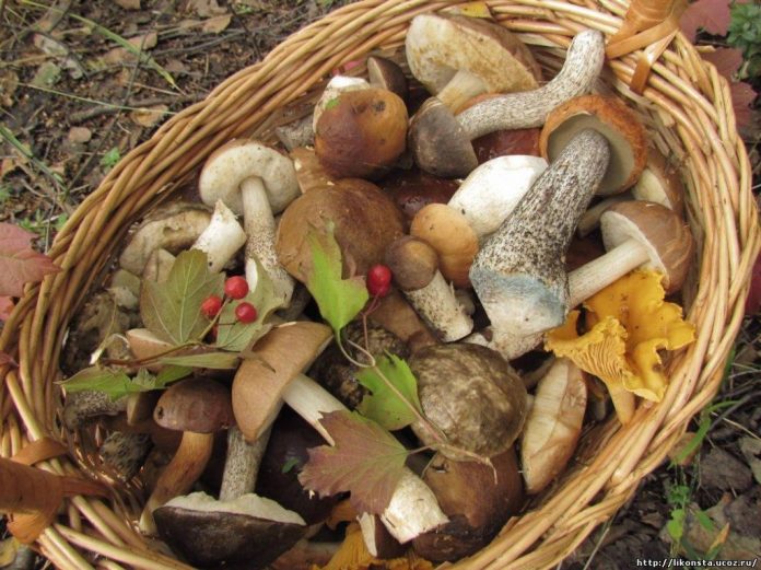 Kuros Latvijas novados ir pašas labākās sēņu vietas un visvairāk sēņu? 