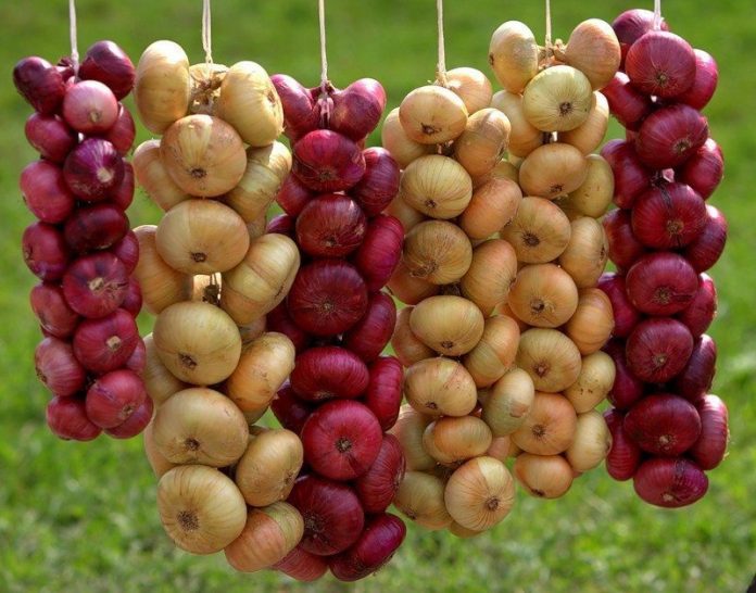 01 Vai zināji, ka sīpola gabaliņš ausī uzlabos jūsu veselību Izmēģini un pārliecinies! 3