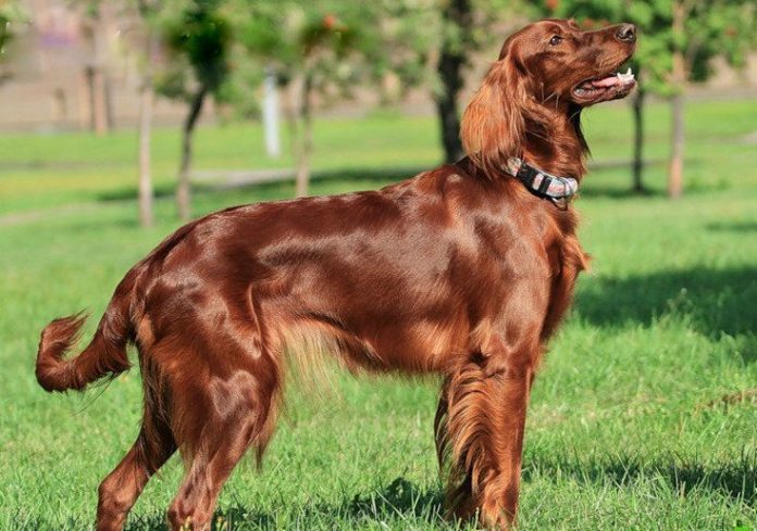 12 apbrīnojami labsirdīgu un draudzīgu suņu šķirnes, īpaši ģimenēm ar bērniem 1