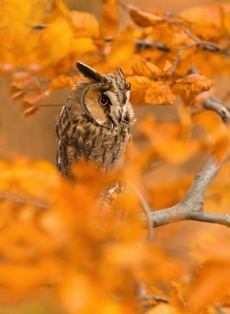 15 dzīvnieku bildes, kuras jūs iemācīs izbaudīt rudens burvību 1