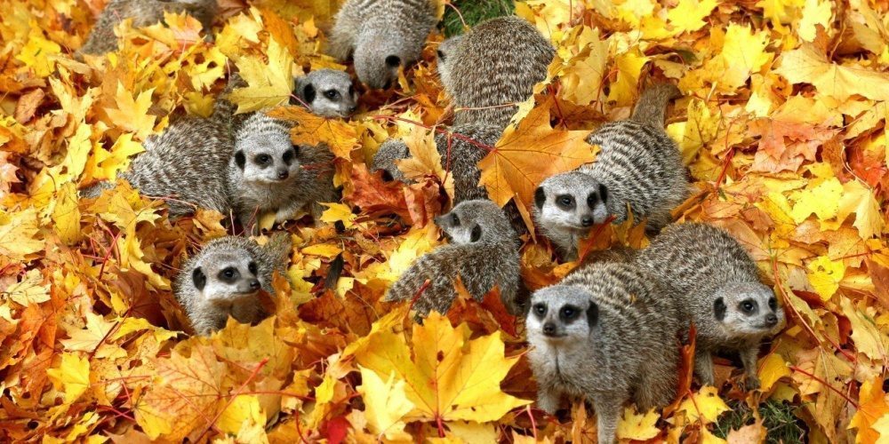 15 dzīvnieku bildes, kuras jūs iemācīs izbaudīt rudens burvību 1