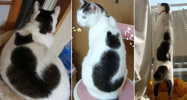 10 kaķi, kurus ''krāsojot'' māte Daba ir īpaši pacentusies 1