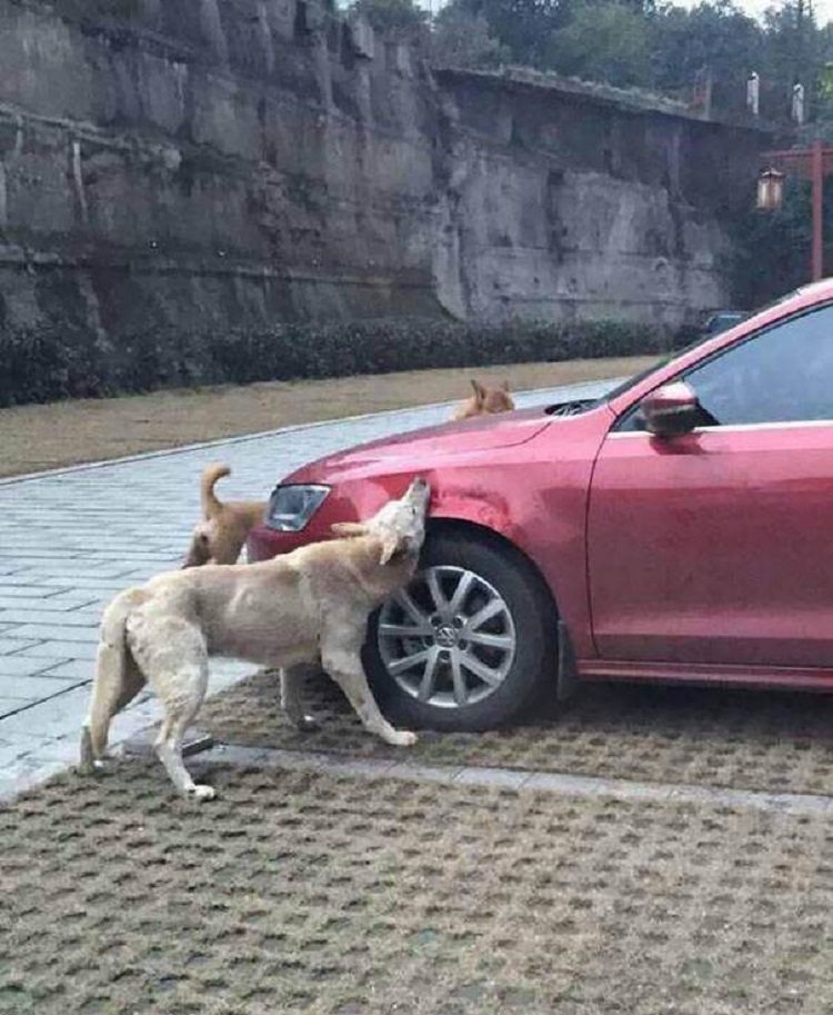 Kāpjot no auto viņš iespēra klaiņojošam sunim. Suņa atriebības plāns bija sekojošs... 1