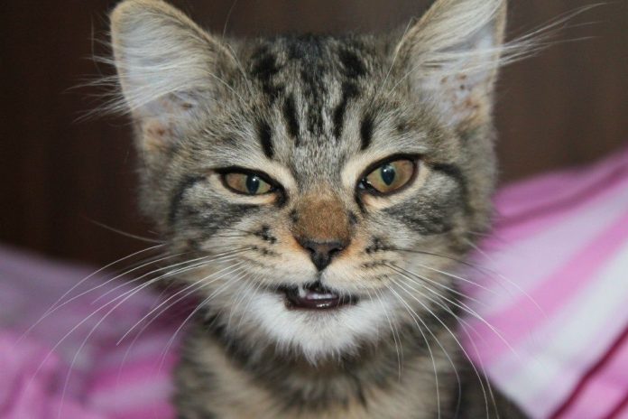 Nopietnais ar labu humoru! Izlasi! 1