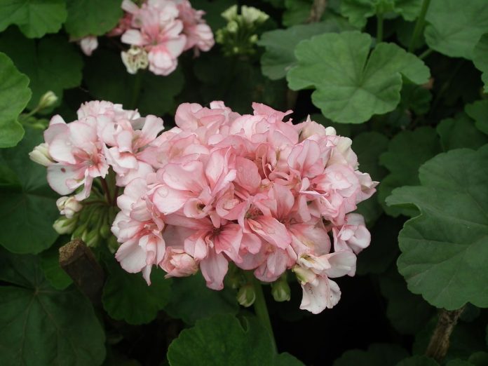 9 istabas augi, kurus var izvietot arī guļamistabā 2