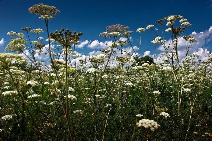 Kādi augi palīdz ātrāk izveseļoties? 2