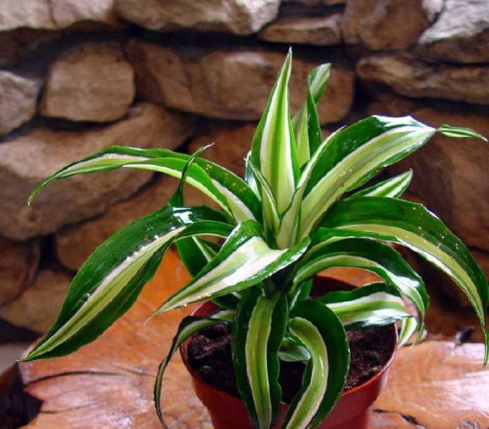 Telpaugi, kas attīrīs gaisu jūsu mājoklī 