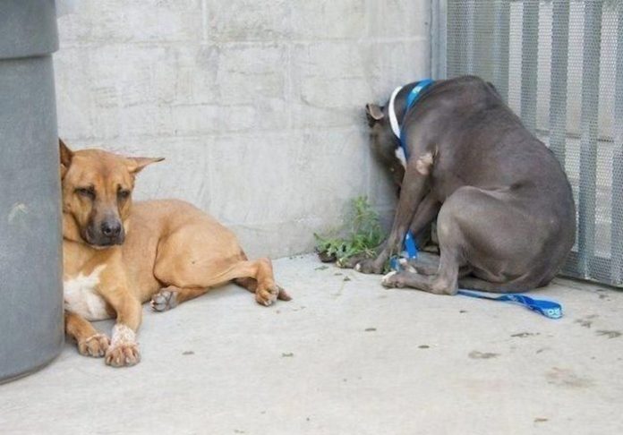 Ja pamani, ka tavs mīlulis dara ŠĀDI - nekavējoties ved viņu pie veterinārārsta! 1