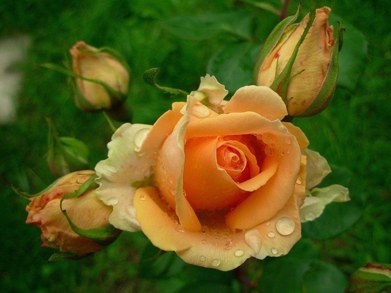 Te būs instrukcija, kā no nogriezta zieda izaudzēt īstu rozi 
