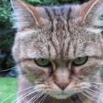 o-ANGRY-CAT-facebook