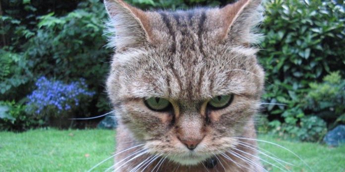 Kā iemācīties nekad nedusmoties 1