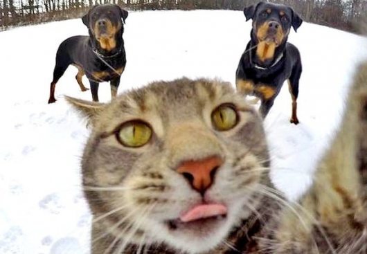 FOTO. Par interneta sensāciju kļuvis mājas kaķis, kurš uzņem selfijus 
