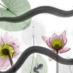 Eels and water lilies, X-ray