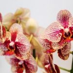 orhidejas_kukainedaji-augi14_LET-664×434