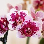orhidejas_kukainedaji-augi15_LET-664×437