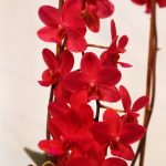 orhidejas_kukainedaji-augi16_LET