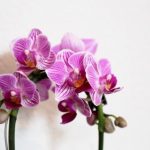 orhidejas_kukainedaji-augi23_LET-664×429