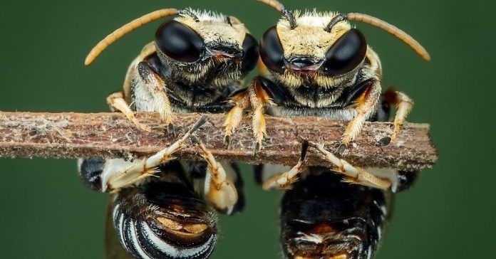 bites-kodums-alergija-tuska-vasara-46066889