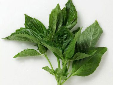 10-essential-herbs-to-grow-basil-01-sl