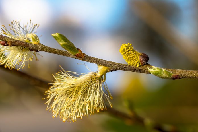 willow-catkins-3325554_1920