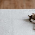 pexels-photo-4790611