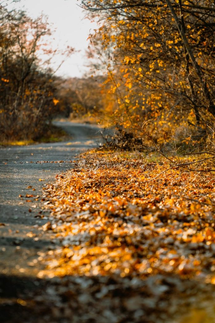 pexels-muffinlandge-33863974