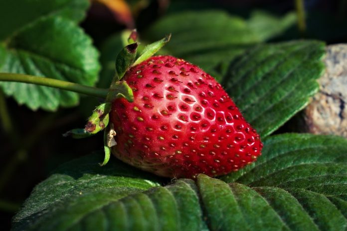 strawberry-6648685_1280