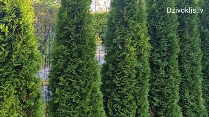 Screenshot 2025-10-03 204121