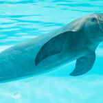 Jandzi bezspuras cūkdelfīns