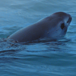 Kalifornijas līča cūkdelfīns