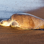 Kempa Ridlija jūras bruņurupucis