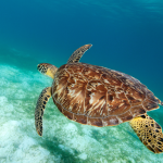 Knābjainais jūras bruņurupucis