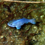 Velna bedres kucēnzivs